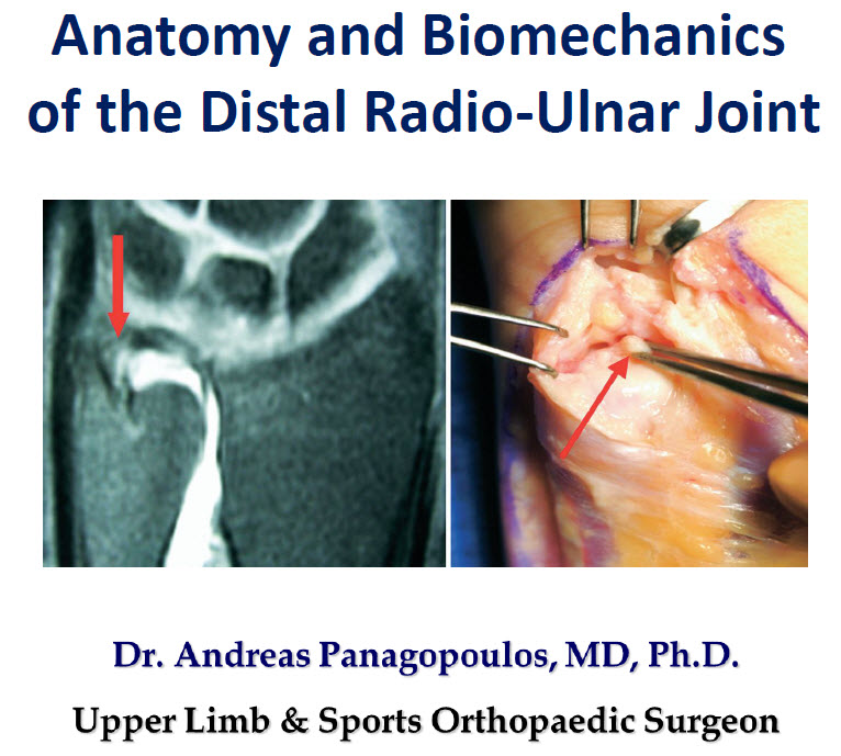 Anatomy and Biomechanics of distal radioulnar joint